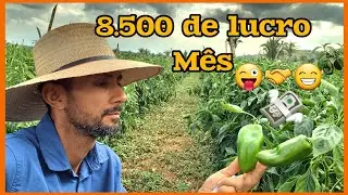 💰🪙💸 8,500 reais mês em apenas 4 mil pés de pimentão.