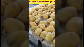 Sweet Multani Mangoes #shorts #multani #mangoes