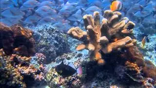 Diving in Borneo
