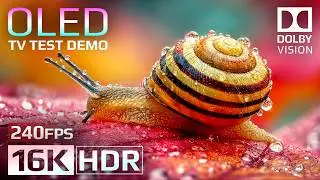 16K HDR 240fps OLED Test Demo | Ultimate Dolby Vision&trade; Experience