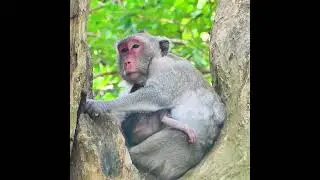 Old Monkey Jane And Newborn baby Joy 19
