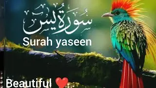 Surah yaseen (سورۃ یاسین ) By quran Kareem tilawat Hafiz Javed beautiful video 