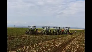 “Qazax Aqropark”ın kartof sahəsində məhsul yığımına başlanılıb