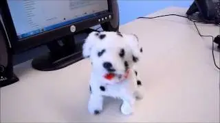 Flip Over Dog - Spot