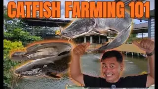 Why Catfish Farming Is a Smart Business for Financial Freedom