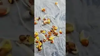 how to germinate radish seeds! growing radish from seed germination to harvest