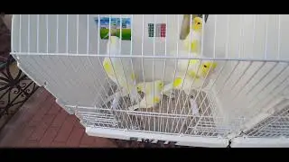 giallo mosaico  alcuni maschi della 1&ordf; covata