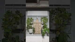 indoor plants for kitchen #string of coins and philo temptation#gardenvlog #cookingtime