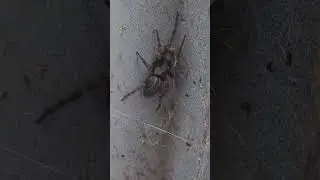 Aus Spider Grey House spider Its not sure which way to go😂 Thanks for watching! Subscribe for more!