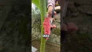 🐌💎 Самые дорогие улиточные яйца в мире