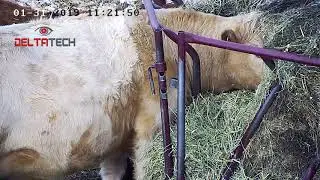 PTZ Camera for Farm
