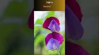 10 most iconic national flowers of Europe