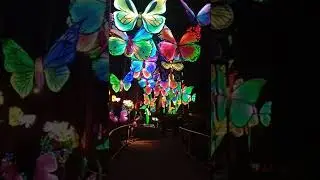 Grand Rapids Lantern Festival 2025 #grandrapidsmichigan #johnballzoo #lanternfestival #usa