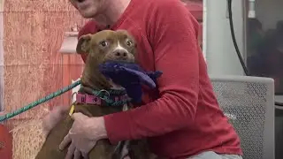 'Find your Boo' | City Dogs adoption special | Mike Polk Jr.