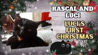 Christmas Surprises for Luci & Rascal: Luci's First Christmas