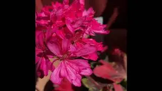 A few geraniums from my collection 2020. Pelargoner