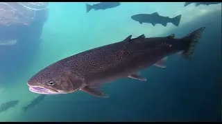 Eel River's Summer Steelhead