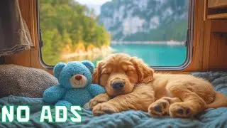 Peaceful Pet Music for Dogs with Anxiety | Soft Background Sounds for Comfort and Sleep | No Ads
