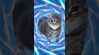Oiia with Fein #funnycat #greenscreencat #spincat #viralcat #catvideo #famouscats #catsongs #catmeme