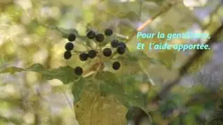 Dire Merci