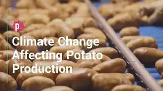 Climate Change Can Halt Potato Production