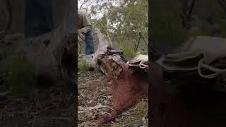 Conservation work sometimes includes&hellip;strange methods! #australiananimals #conservation