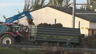 Zuckerr&uuml;ben fahren in der Steiermark mit Gro&szlig;en Traktoren und Anh&auml;ngern nahe der 40 Tonnen Grenze im