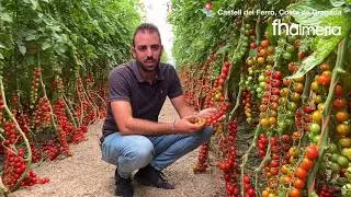 Conoce Caprice, tomate cherry rama de Top Seeds Ib&eacute;rica