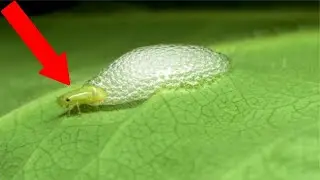 10 INCREDIBLE Animal Superpowers!
