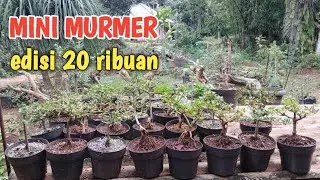 Mini murmer habisin stock harga 20 ribuan 