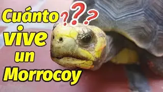 &iquest;Cu&aacute;nto Tiempo Vive una Tortuga Morrocoy?