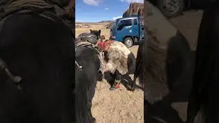 Mongolia - Eagle Hunting Festival