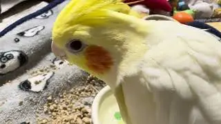 オカメインコのチョコボのイブニングルーティン 2026.1.15