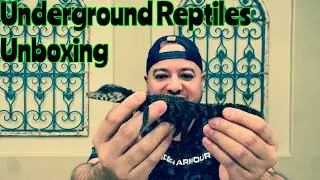 Underground Reptiles Unboxing (2022 Dwarf Caimans)