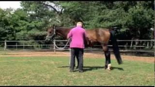 Education du Cheval - Extraits