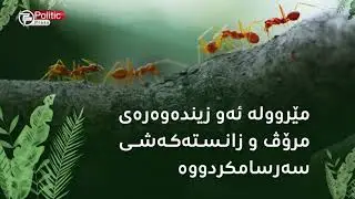 چی لەبارەی جیهانە سەرسوڕهێنەرەکەی مێروولە دەزانیت؟