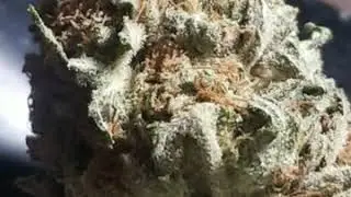 TUNA OG!!!  WTF???  THIS IS AWESOME BUD!!