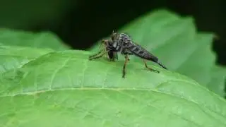Robber Fly (Asilidae: Promachus) with Pedilid Beetle