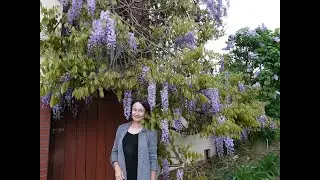 Kwiatowy szał glicynii - wisterii. Glicynia chińska 
