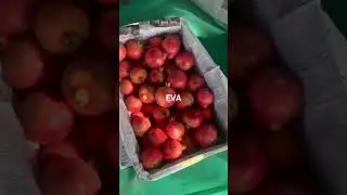 Import, Export and Logistics and New Business Idea