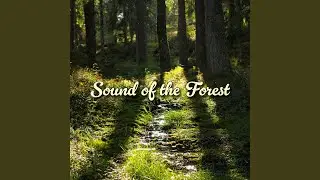 Sound of the Forest
