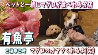 【三崎 有魚亭】ワンコも店内入れてマグロ三昧 ミサキドーナツでスイーツ満喫 食べて飲んで買い物三昧 ジャックちゃんにもバッタリ！🐶　#有魚亭#ミサキドーナツ#三浦市三崎