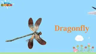 Insect - Learn English Word Pre School for kid learning english