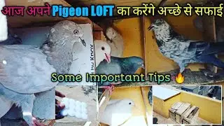 Pigeon Loft ki Shaf sfai || Loft me kya rkhna chaihea jisese kide aur chiti na lage
