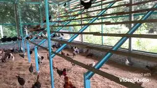 Episode 2 Masukkan ayam kampung dalam reban baru