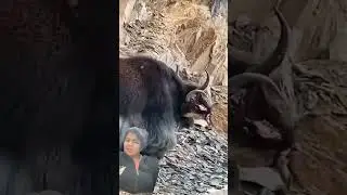 A wild yak with its loot on its horn ❤️ #animals #yak