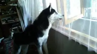Siberian Husky Barking