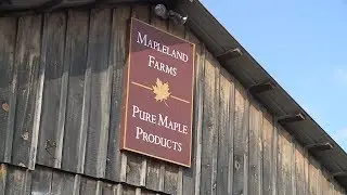 Maple: Maple Weekend | The Local Feed
