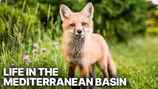 The Life In The Mediterranean Basin | Biologically Rich Region