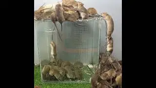 Mouse traps from easy-to-find materials / safe mouse trap at home